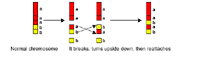 Genetic illustration demonstrating inversion