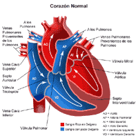 Anatomía del corazón normal