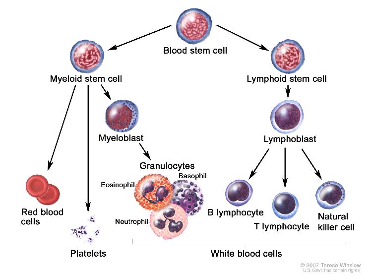 Bone Marrow Chart