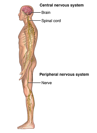 Pinched Nerve, Nerve compression: Symptoms & Treatment