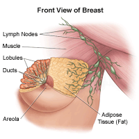 Illustration of the anatomy of the female breast, front view