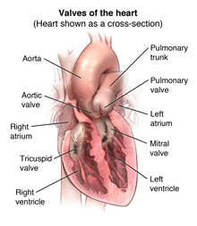 Valves of the heart