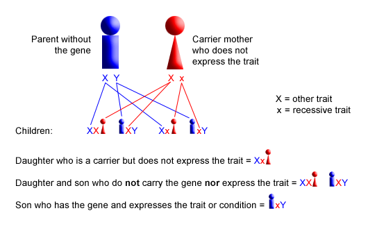 Red Green Color Blindness Pedigree Chart