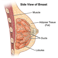 Anatomy of the Breast