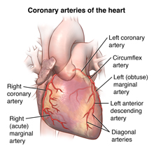 Arteries of the heart