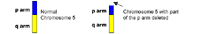 Genetic illustration demonstrating a chromosome deletion