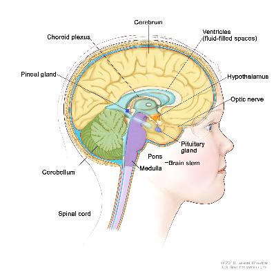 Drawing of the inside of the brain showing ventricles (fluid-filled spaces), choroid plexus, hypothalamus, pineal gland, pituitary gland, optic nerve, brain stem, cerebellum, cerebrum, medulla, pons, and spinal cord.