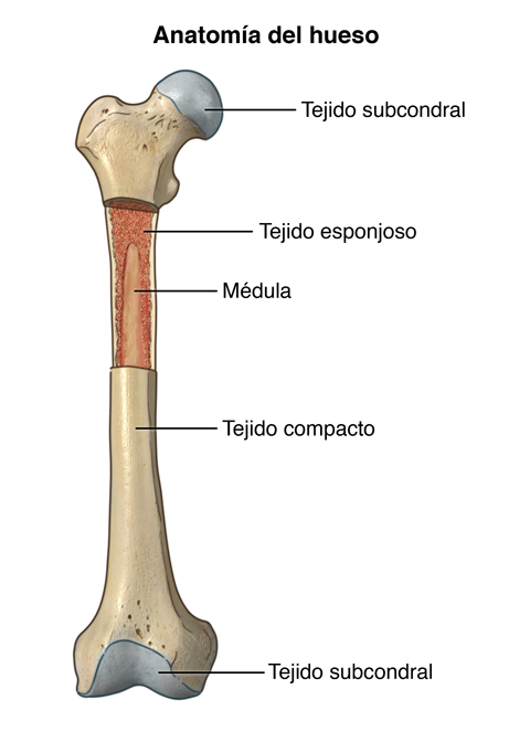 Anatomy of the Bone