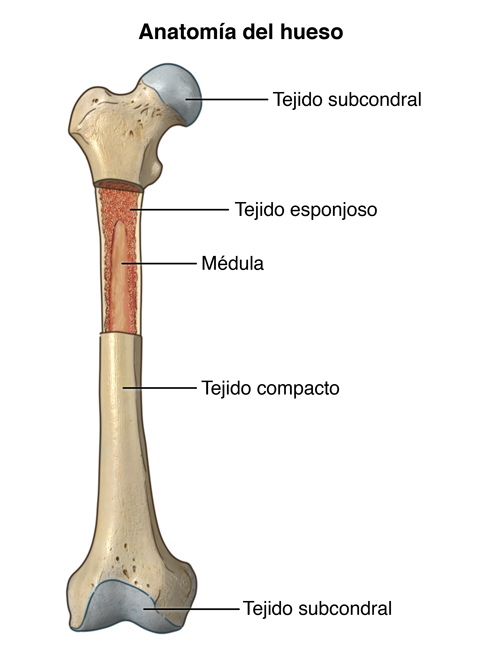 Anatomy Of The Bone Stanford Medicine Childrens Health