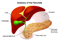 Illustration of the anatomy of the pancreas