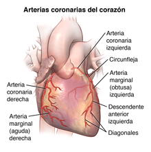 Arterias coronarias del corazón