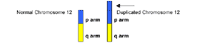 Genetic illustration demonstrating chromosome duplication