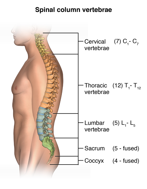 Facts About the Spine, Shoulder, and Pelvis - Stanford Medicine Children's  Health