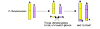 Genetic illustration demonstrating reciprocal translocation