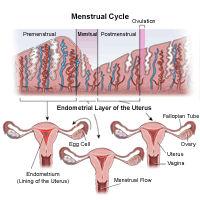Illustration demonstrating the menstrual cycle
