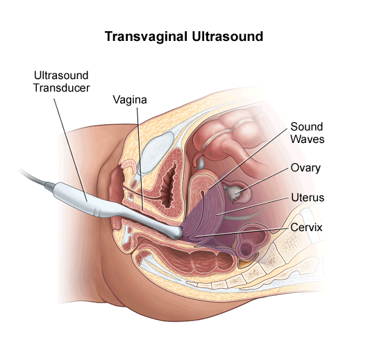 Transabdominal ultrasound examinations of organs, how long does the procedure take? Transabdominal ultrasound examinations of organs, how long does the procedure take?