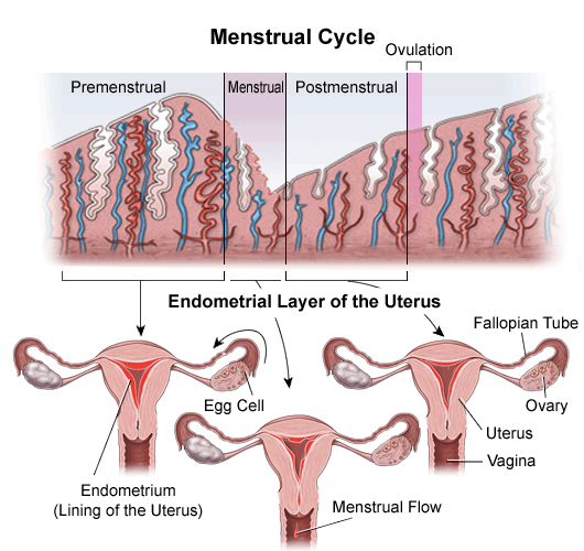 The Menstrual Cycle