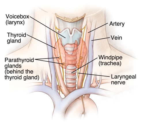 Illustration of the thyroid glad