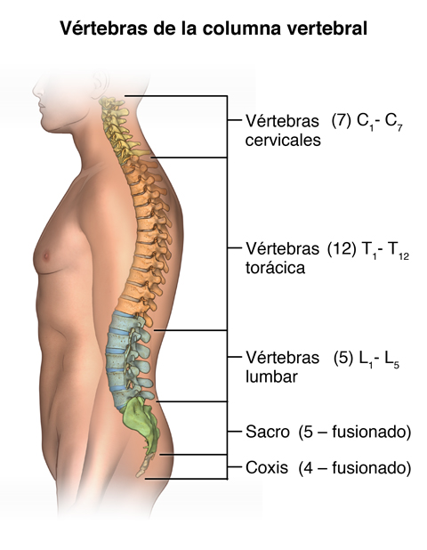 Facts About the Spine, Shoulder, and Pelvis - Stanford Medicine