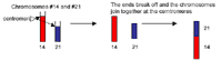 Genetic illustration demonstrating Robertsonian translocation