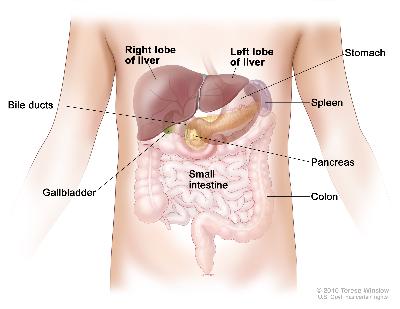 Anatomy of the liver; drawing shows the right and left front lobes of the liver, bile ducts, gallbladder, stomach, spleen, pancreas, colon, and small intestine. The two back lobes of the liver are not shown.