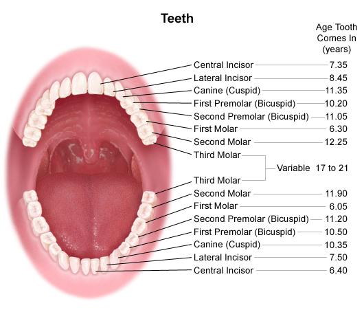Anatomy And Development Of The Mouth And Teeth