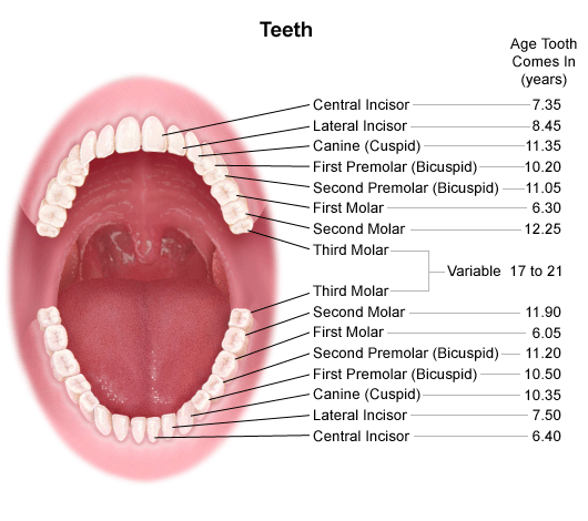 What Age Do Kids Lose Teeth Chart