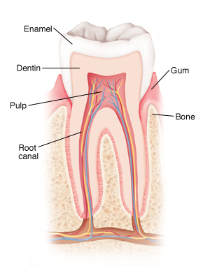 human baby teeth diagram