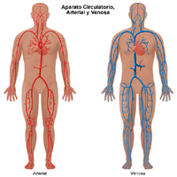 Ilustración del sistema circulatorio, arterial y venoso