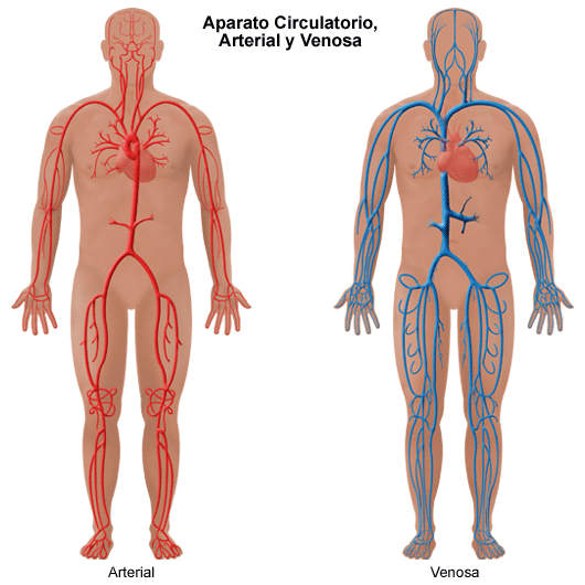 Medical Management of Vascular Conditions - Stanford Medicine Children's  Health