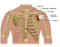 Anatomía del hombro