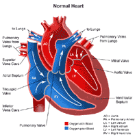Illustration of the anatomy of the heart, normal
