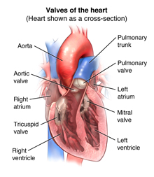 Anatomy And Function Of The Heart Valves