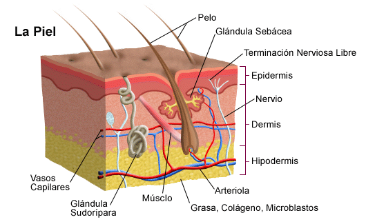 Anatomy of Skin