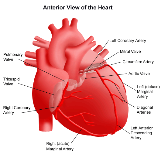 About the Heart and Blood Vessels