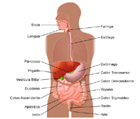 Ilustración de la anatomía del sistema digestivo de un adulto