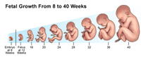 Illustration som visar fostrets tillväxt från 8 till 40 veckor