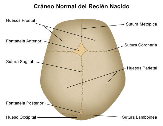 fontanelas