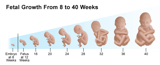 How Many Weeks Is Third Trimester Pregnancy Pregnancywalls