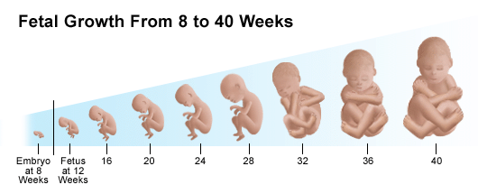 Third Trimester - Stanford Medicine Children's Health