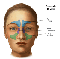 Ilustración de los senos paranasales