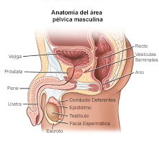 Anatomía del área pélvica masculina