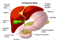 Ilustración de la anatomía del sistema biliar