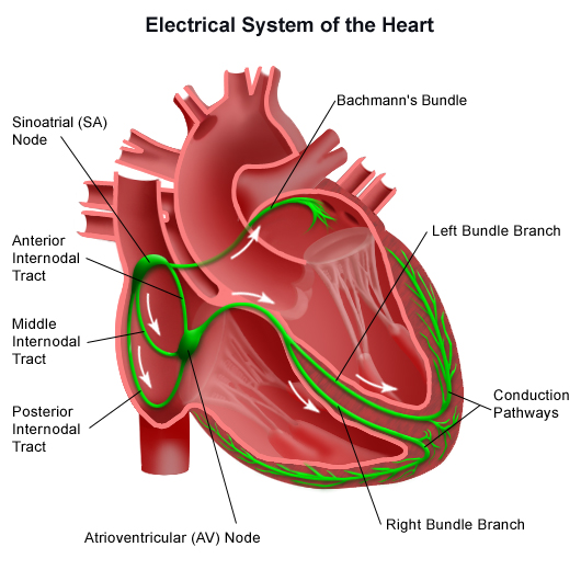 Requirements for effective pumping of Electrical conduction system of the heart