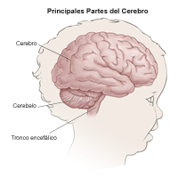 Partes principales del cerebro, niño