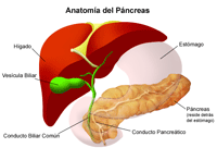 Ilustración de la anatomía del páncreas