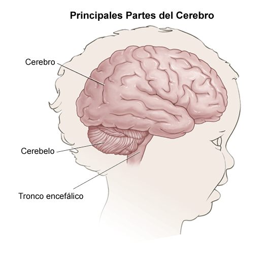  Anatomía del cerebro de un niño