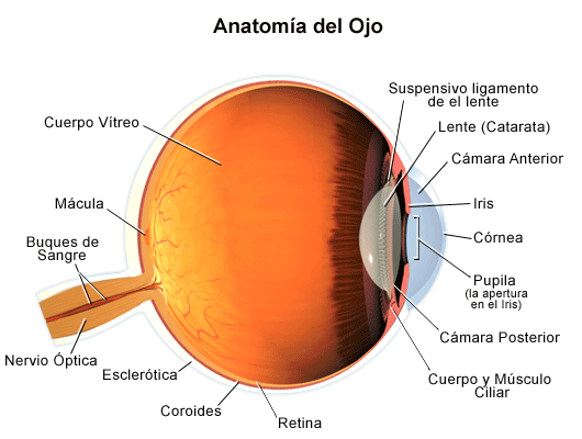 Viajero Descongelar, descongelar, descongelar heladas obtener Anatomy of the Eye