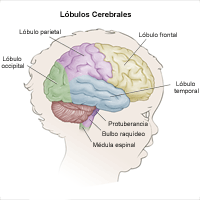 Anatomía del cerebro, niño