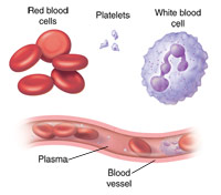 vandrerhjemmet Kan ikke læse eller skrive voksen What Are White Blood Cells?